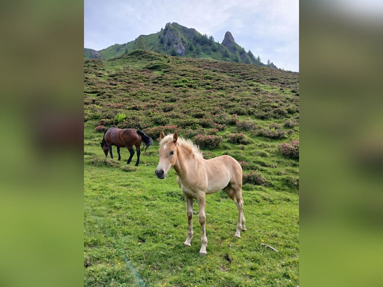 Haflinger Stallion Foal (02/2026)  in Steinach am Brenner