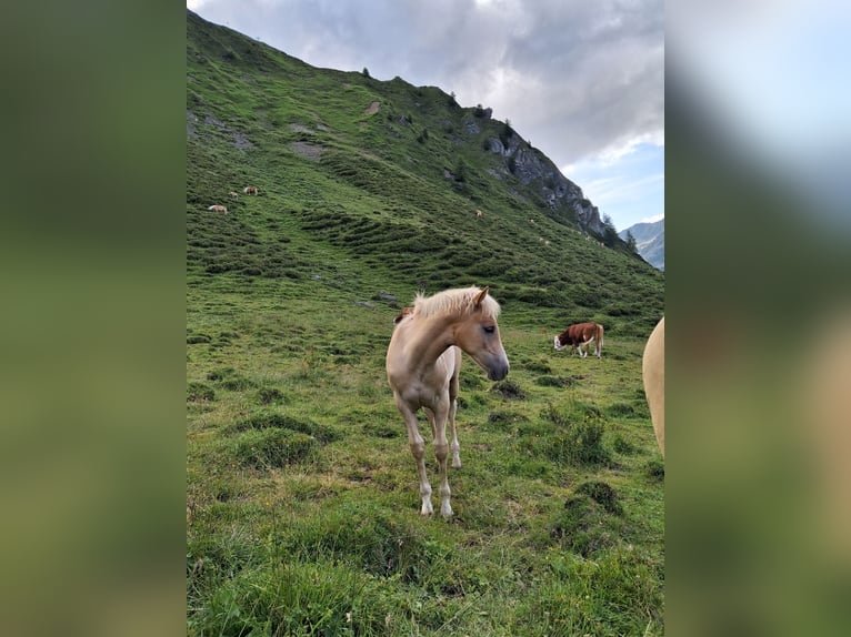 Haflinger Stallion Foal (02/2026)  in Steinach am Brenner