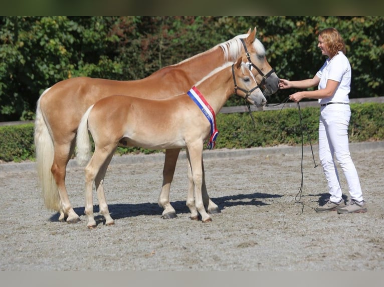 Haflinger Stallion Foal (05/2025) in Halle
