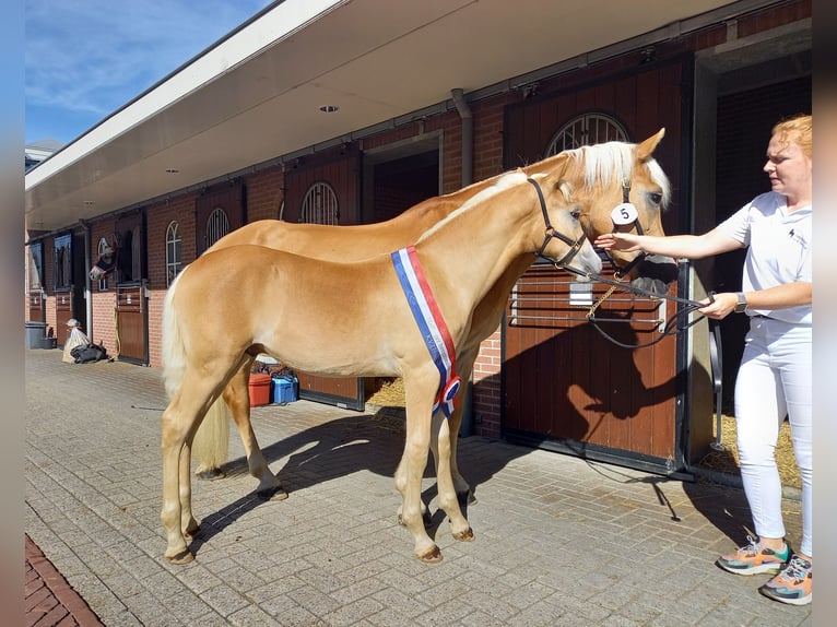 Haflinger Stallion Foal (05/2025) in Halle
