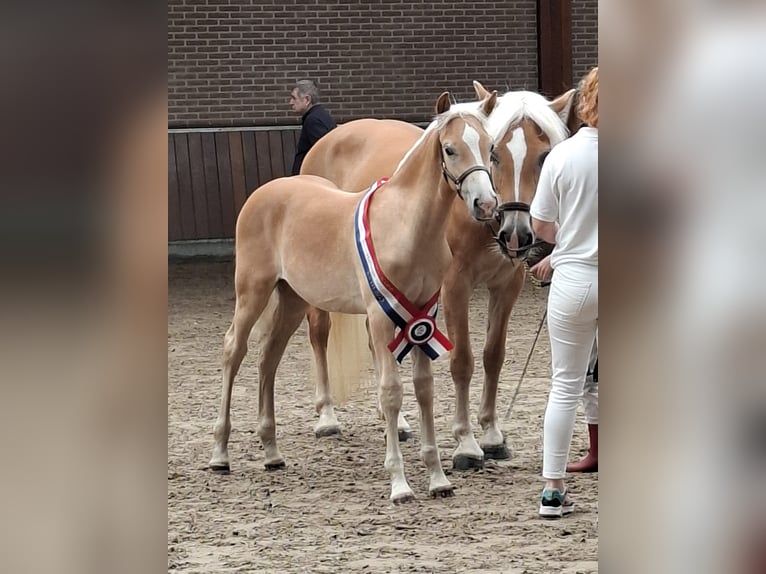 Haflinger Stallion Foal (05/2025) in Halle