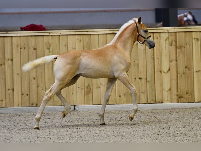 Haflinger Stallion Foal (05/2025) in Halle