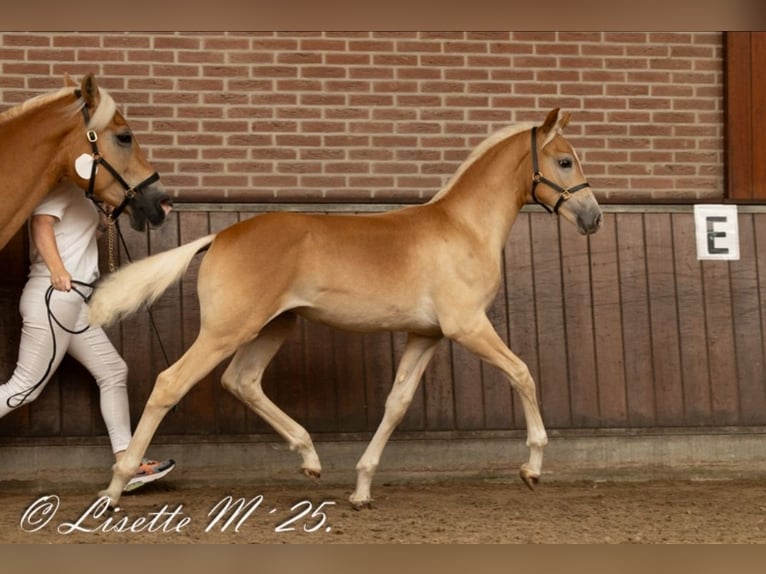 Haflinger Stallion Foal (05/2025) in Halle