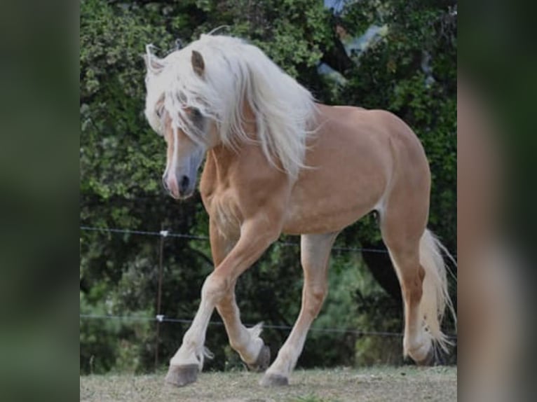 Haflinger Stallion in Salviac