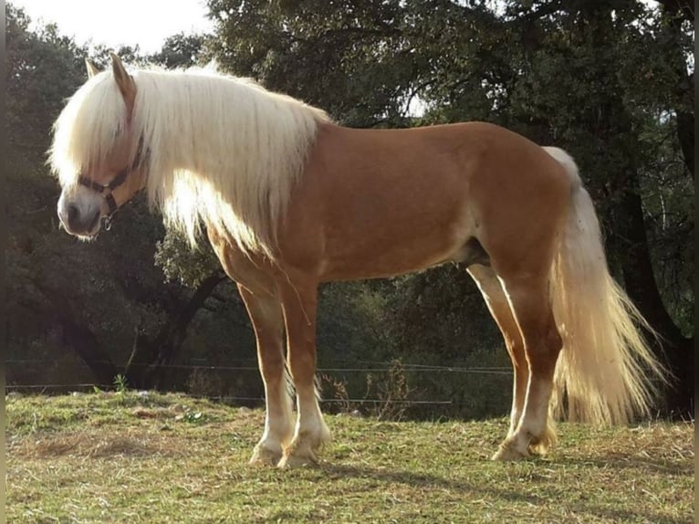 Haflinger Stallion in Salviac