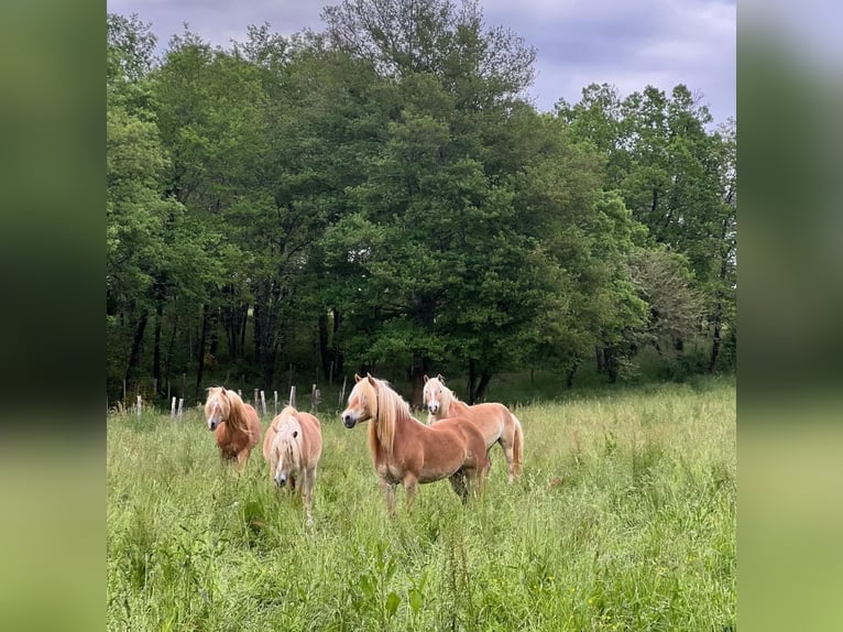 Haflinger Stallion in Salviac