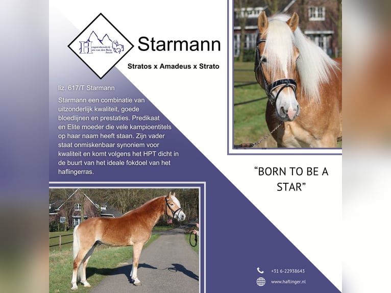 Haflinger Stallion in Arcen