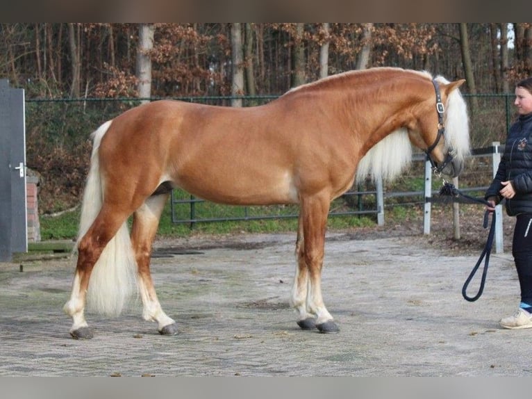 Haflinger Stallion in Arcen