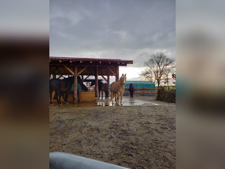 Haflinger Blandning Sto 10 år 142 cm Palomino in Obrigheim