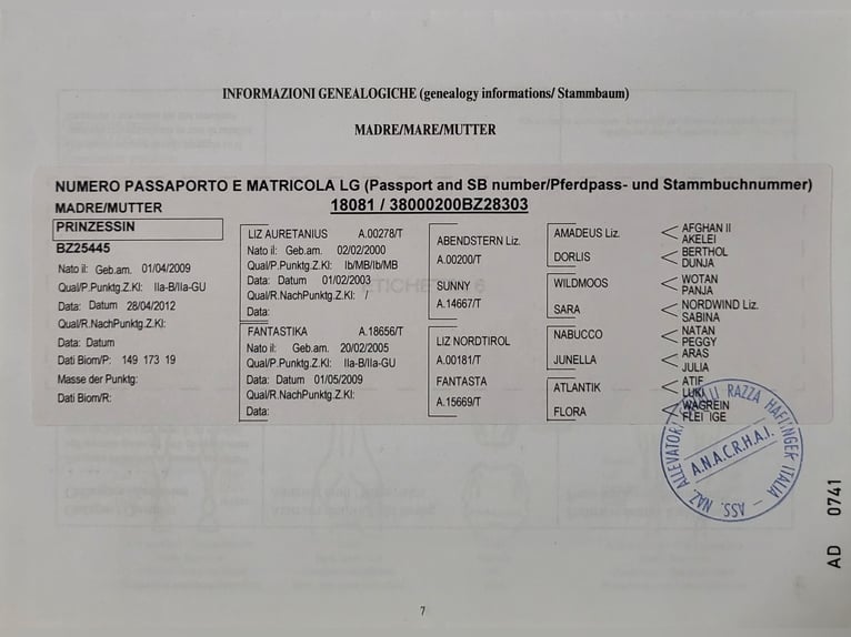 Haflinger Sto 10 år 146 cm fux in Meinerzhagen