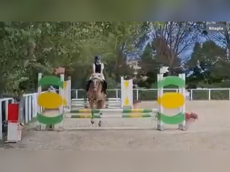 Haflinger Sto 12 år 135 cm in Roma