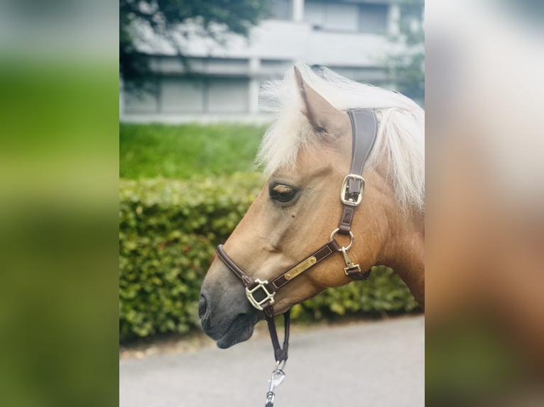 Haflinger Blandning Sto 12 år 140 cm Palomino in Dietikon