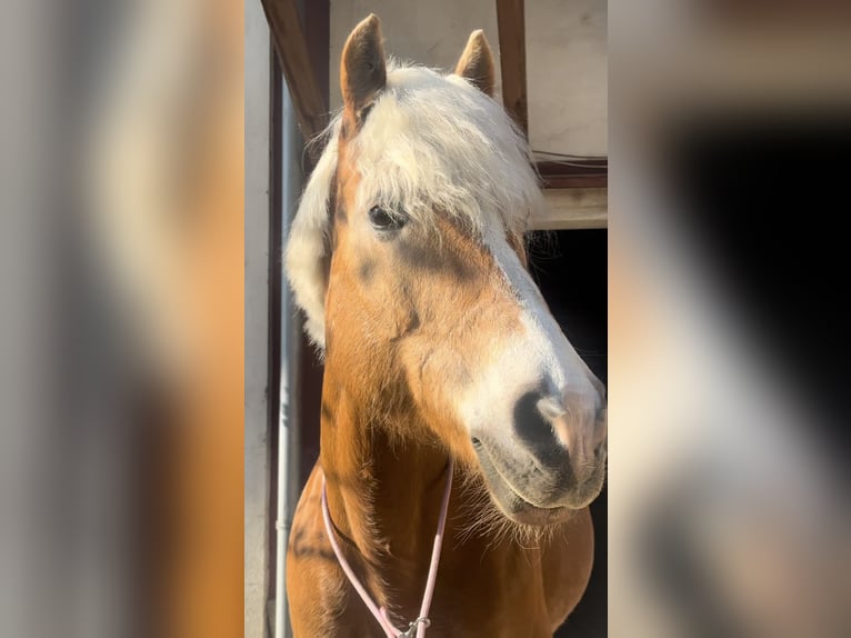 Haflinger Sto 15 år 156 cm fux in Laa an der Thaya