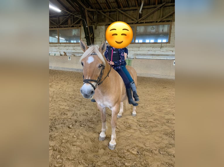 Haflinger Blandning Sto 17 år 135 cm Palomino in Altleiningen