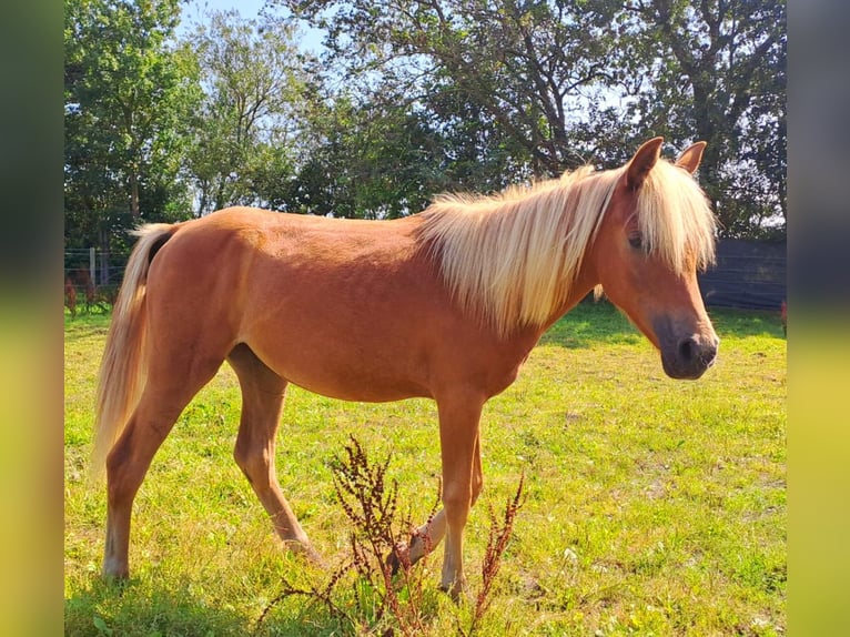 Haflinger Blandning Sto 1 år 130 cm fux in Bredstedt