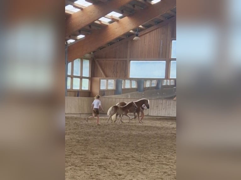 Haflinger Sto 1 år 148 cm fux in Marktschellenberg