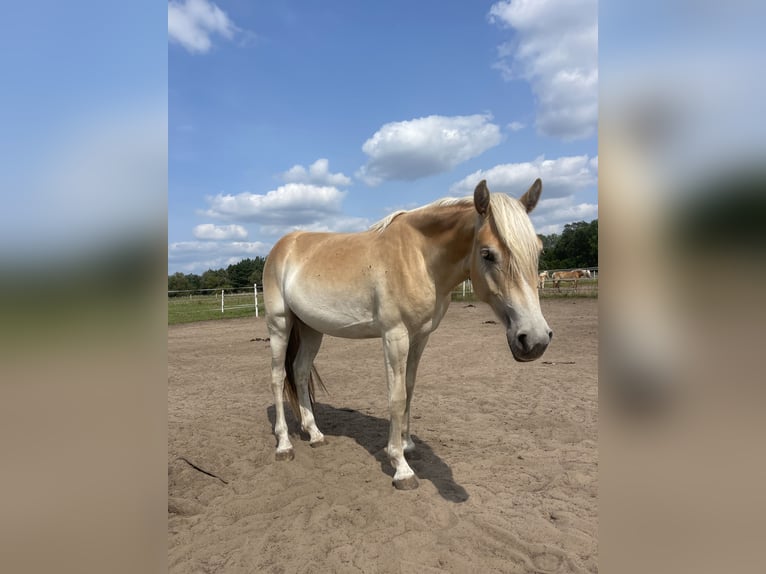 Haflinger Sto 2 år 155 cm in Trebbin