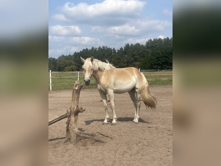 Haflinger Sto 2 år 155 cm in Trebbin