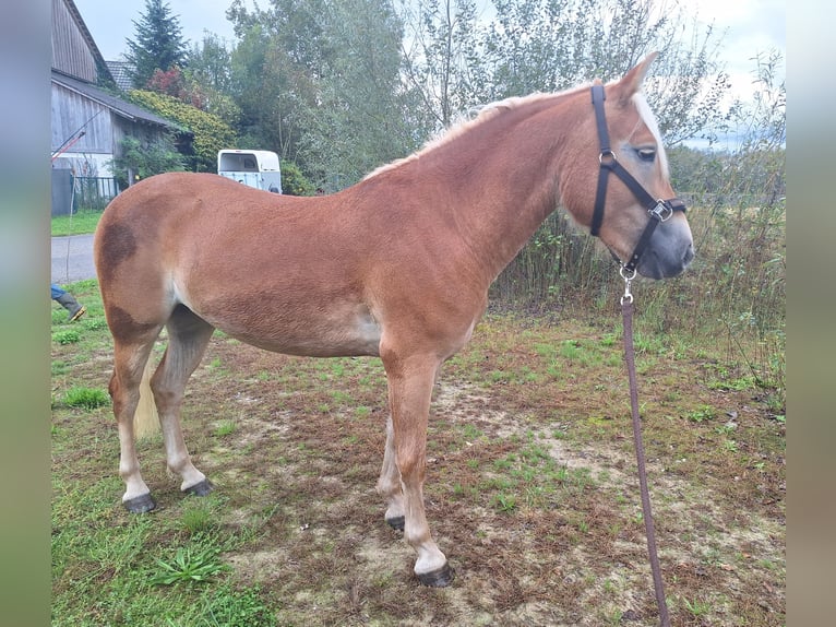 Haflinger Sto 2 år fux in Saxen