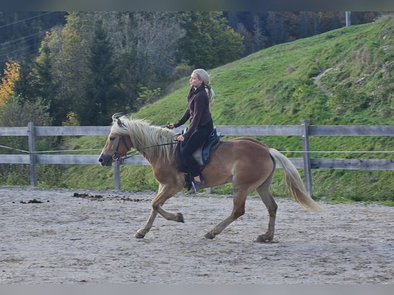 Haflinger Sto 4 år 150 cm Champagne in Achenkirch