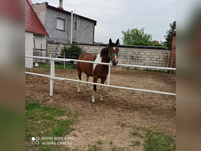 Haflinger Blandning Sto 5 år 158 cm Overo-skäck-alla-färger in Chorzemin