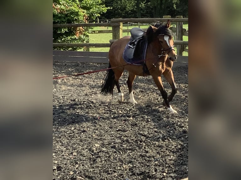 Haflinger Blandning Sto 6 år 150 cm Mörkbrun in LienenLienen