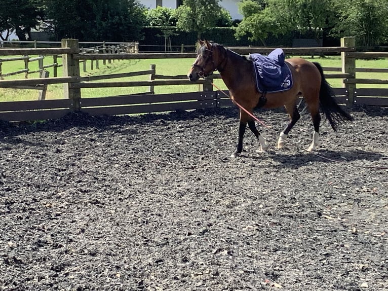 Haflinger Blandning Sto 6 år 150 cm Mörkbrun in LienenLienen