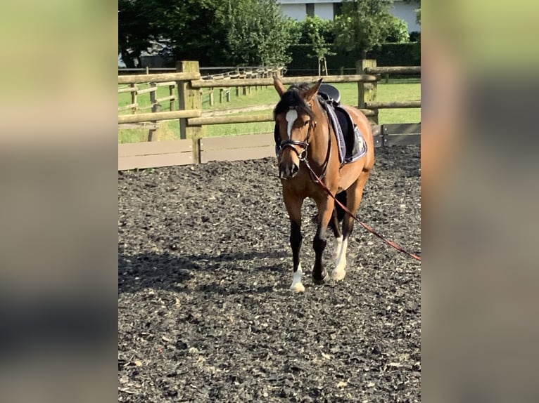 Haflinger Blandning Sto 6 år 150 cm Mörkbrun in LienenLienen