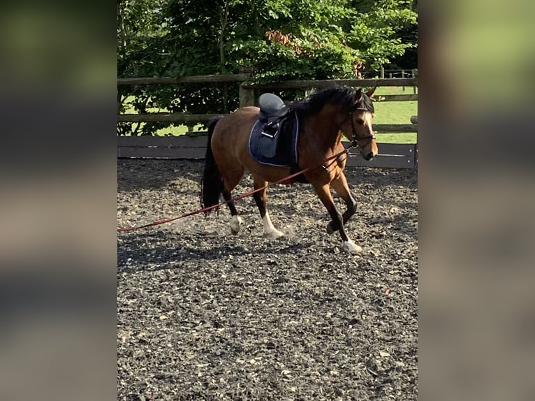 Haflinger Blandning Sto 6 år 150 cm Mörkbrun in LienenLienen