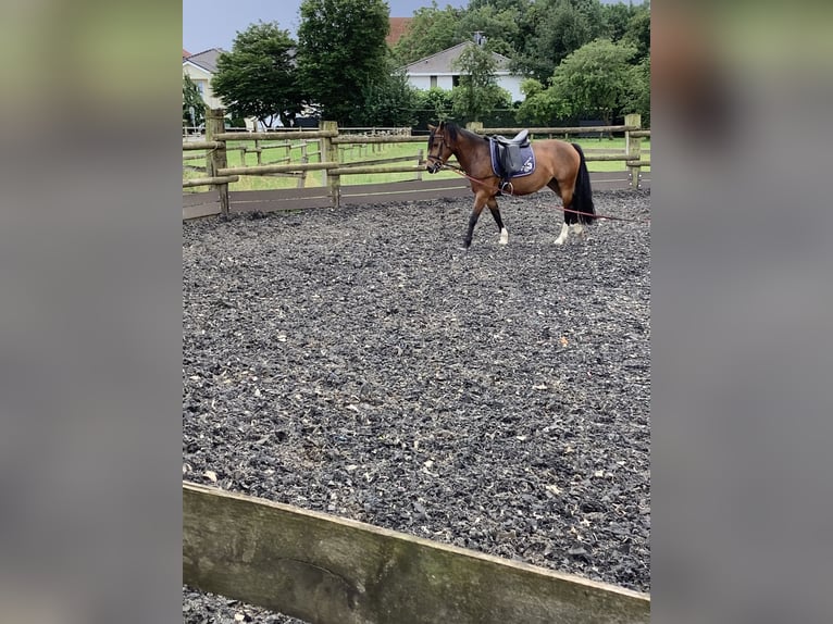 Haflinger Blandning Sto 6 år 150 cm Mörkbrun in LienenLienen