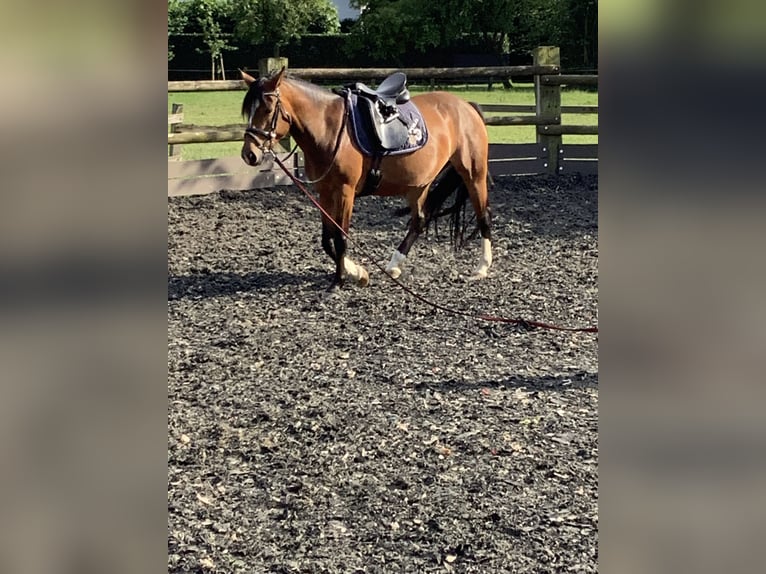 Haflinger Blandning Sto 6 år 150 cm Mörkbrun in LienenLienen