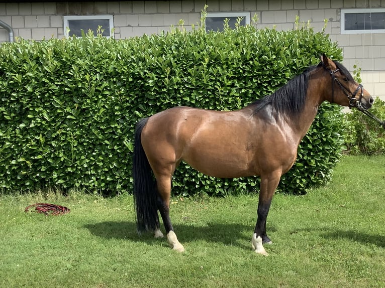 Haflinger Blandning Sto 6 år 150 cm Mörkbrun in LienenLienen