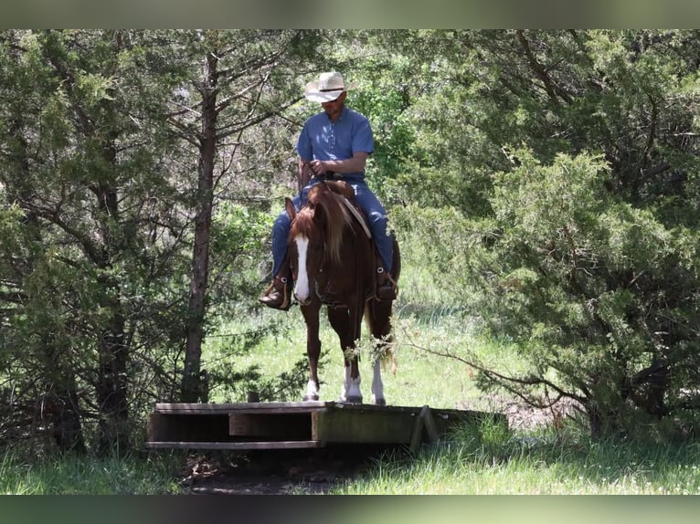 Haflinger Blandning Sto 7 år Fux in Mt Vernon, MO
