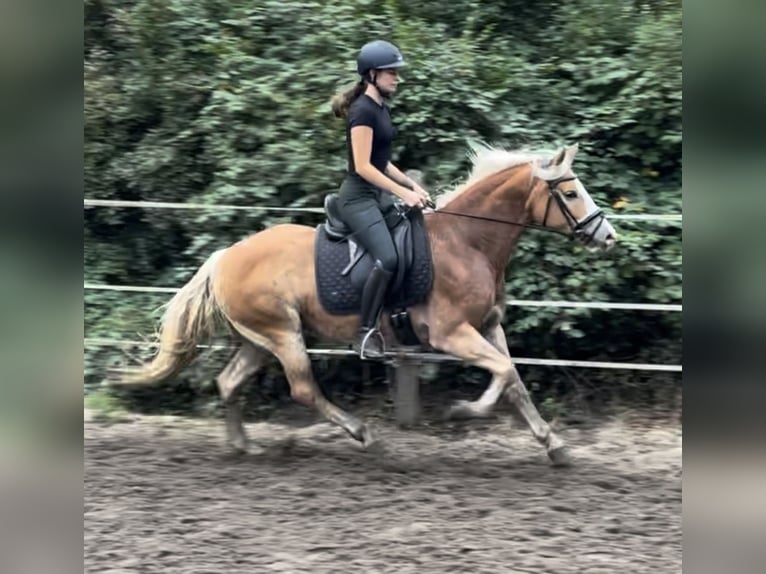 Haflinger Sto 9 år 146 cm fux in Oberhausen