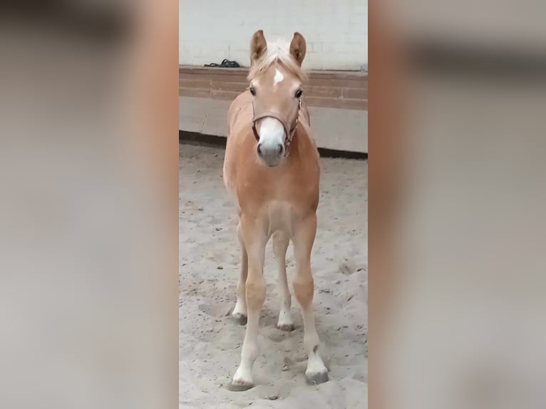 Haflinger Sto Föl (05/2024) 127 cm fux in Kupferzell