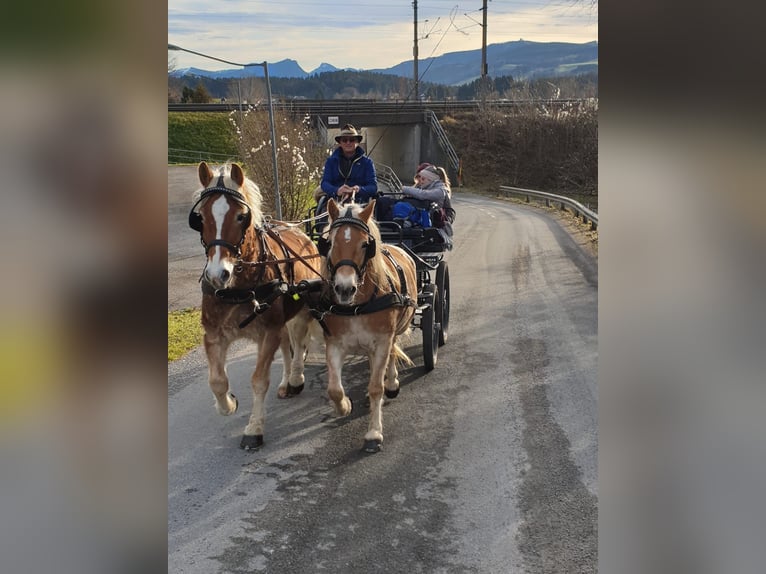 Haflinger Stute 10 Jahre 138 cm Fuchs in Angern