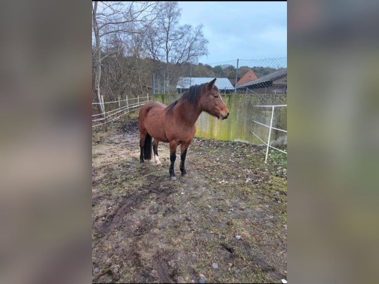 Haflinger Mix Stute 10 Jahre 145 cm Brauner in Gnarrenburg