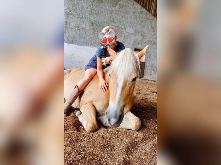 Haflinger Stute 10 Jahre 145 cm Fuchs in Mamming Haflinger Stute 10 Jahre 145 cm Fuchs in Mamming