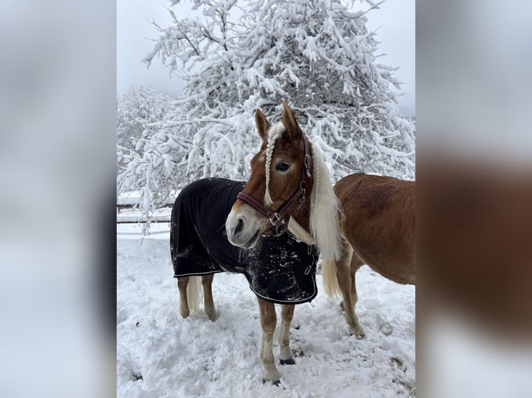 Haflinger Stute 10 Jahre 146 cm Fuchs in Kainach