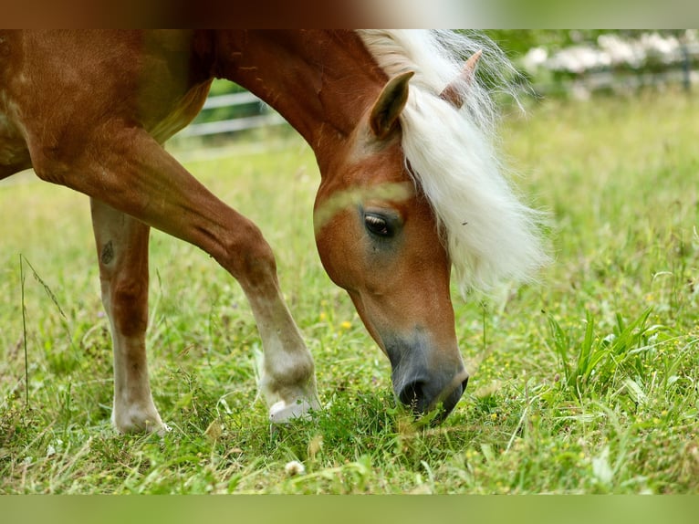 Haflinger Stute 10 Jahre 146 cm Fuchs in Kainach