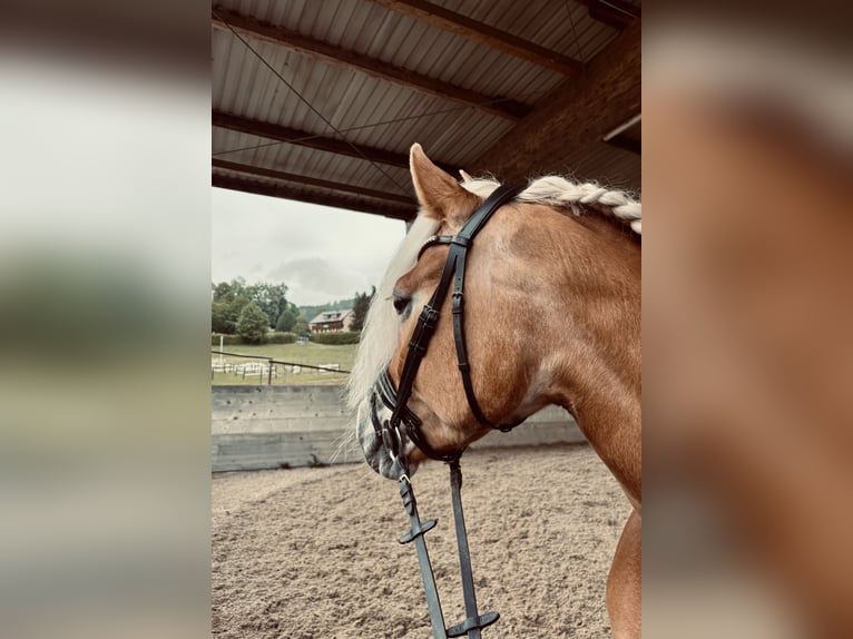 Haflinger Stute 10 Jahre 146 cm Fuchs in Kainach