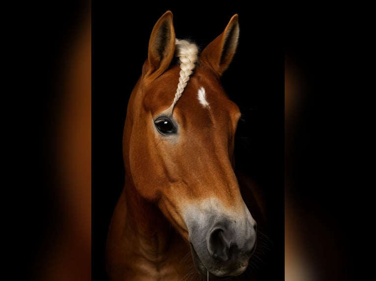 Haflinger Stute 10 Jahre 146 cm Fuchs in Kainach