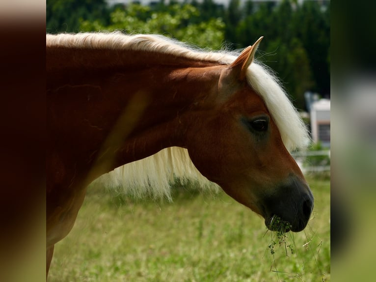 Haflinger Stute 10 Jahre 146 cm Fuchs in Kainach