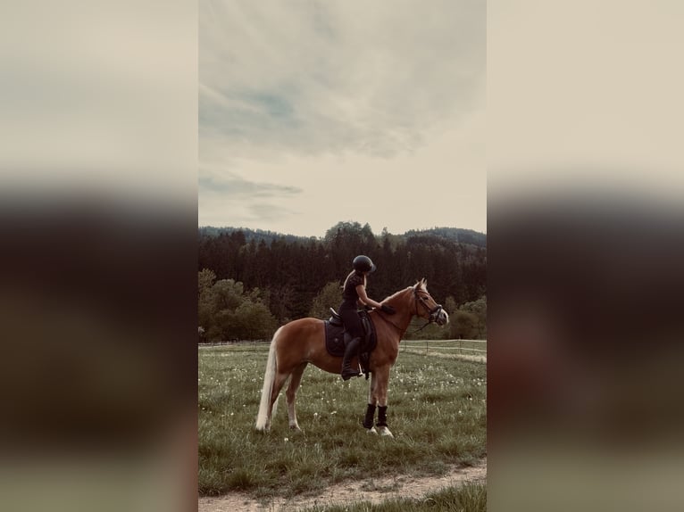 Haflinger Stute 10 Jahre 146 cm Fuchs in Kainach