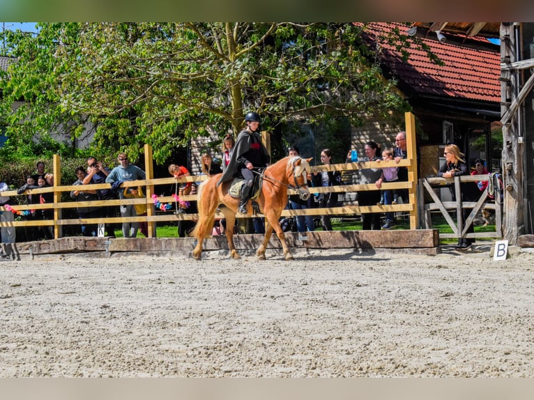Haflinger Stute 10 Jahre 147 cm  in Škofljica