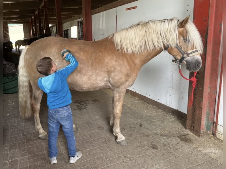 Haflinger Stute 10 Jahre 147 cm Fuchs in GrevenGreven