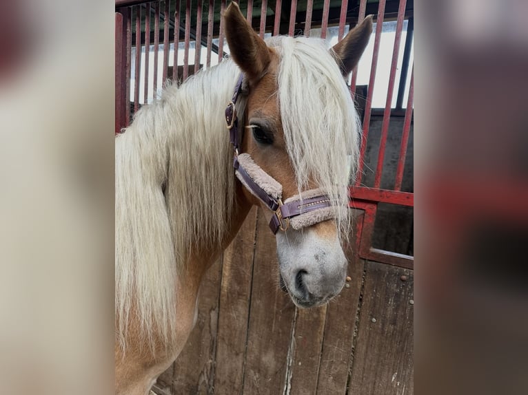 Haflinger Stute 10 Jahre 147 cm Fuchs in GrevenGreven