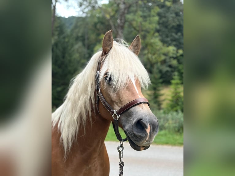 Haflinger Stute 10 Jahre 147 cm Fuchs in Miesenbach