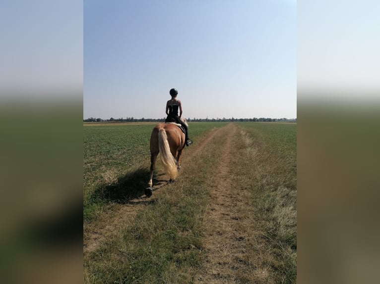 Haflinger Stute 10 Jahre 147 cm Fuchs in Miesenbach
