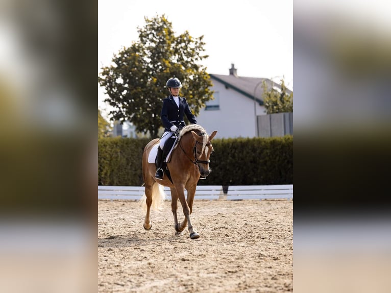 Haflinger Stute 10 Jahre 147 cm Fuchs in Miesenbach